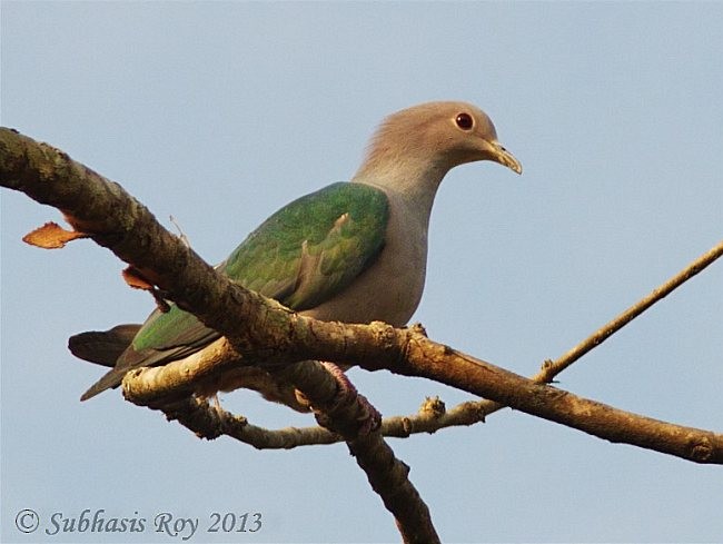 Green Imperial-Pigeon (Green) - ML379061281
