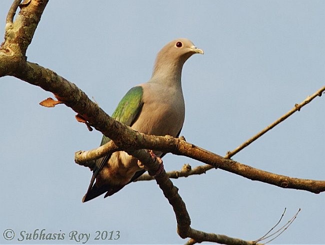 Green Imperial-Pigeon (Green) - ML379061301