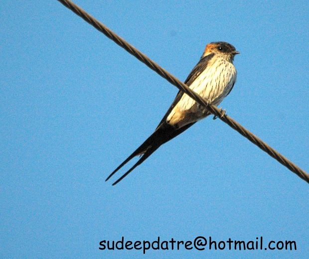 Red-rumped Swallow - Sudeep Datre