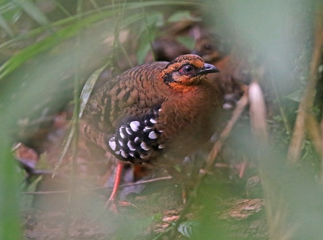 Red-breasted Partridge - ML379065741