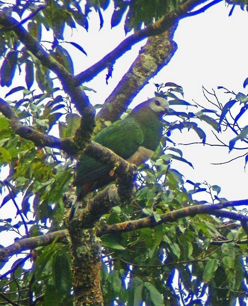 Pink-bellied Imperial-Pigeon - Phil Tizzard