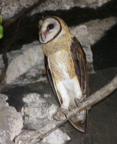 Sulawesi Masked-Owl - ML379066351