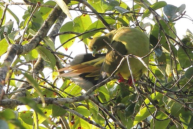 Sumatran Green-Pigeon - ML379069321