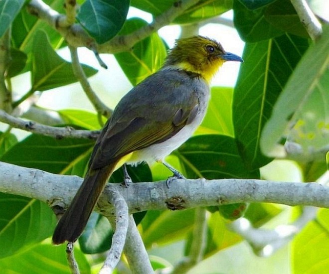 Yellow-throated Bulbul - forest venkat
