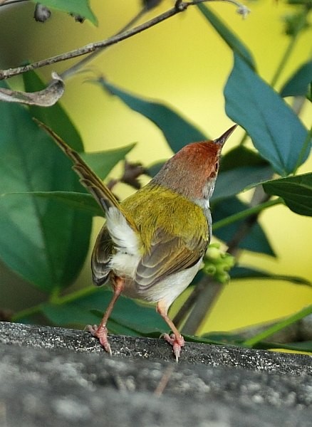 Common Tailorbird - Chandrasri Narampanawa