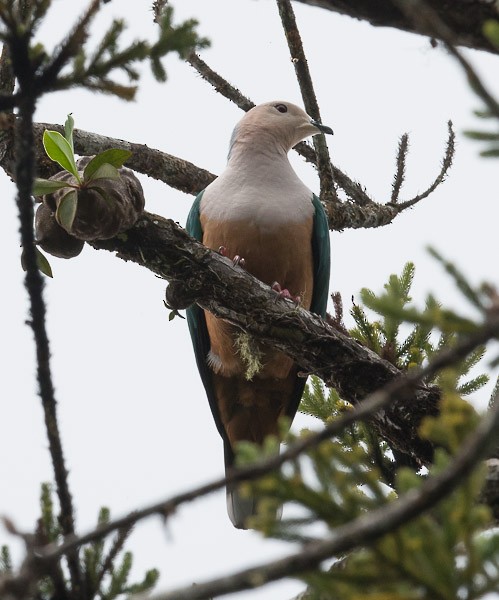 Cinnamon-bellied Imperial-Pigeon (Gray-naped) - ML379071591