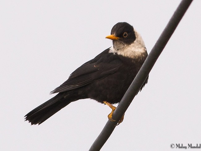 White-collared Blackbird - Malay Mandal