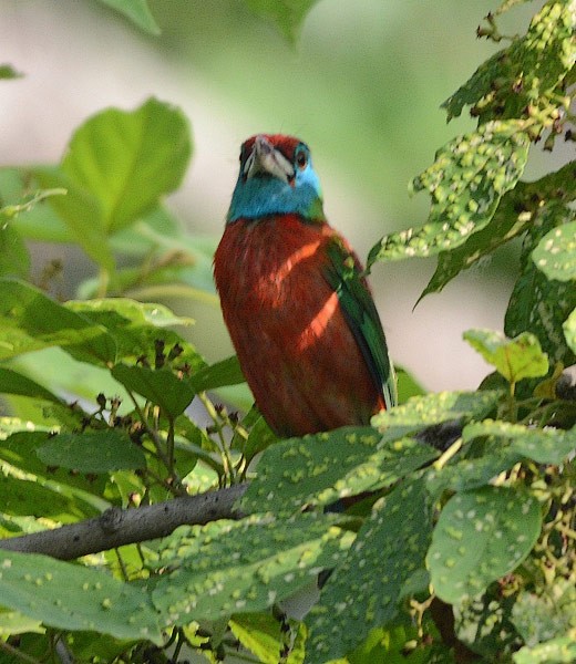 Blue-throated Barbet (Red-crowned) - Prasad Ganpule