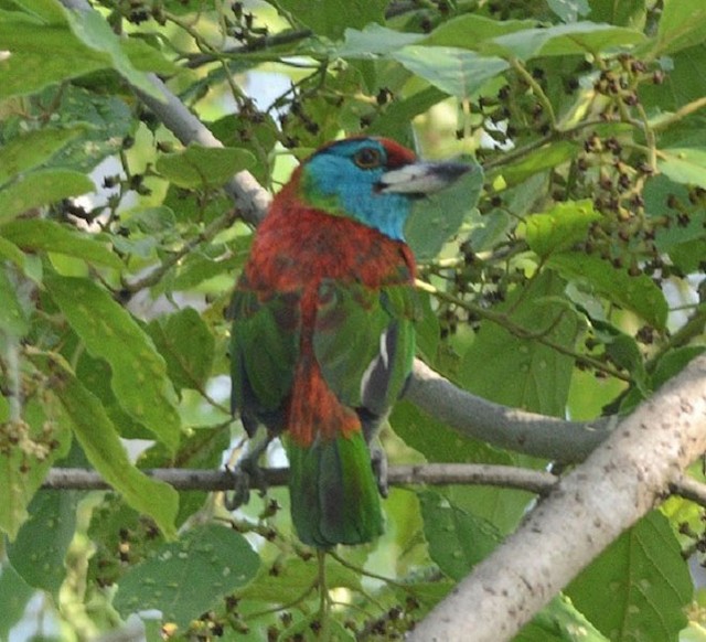 Definitive Basic Blue-throated Barbet exhibiting&nbsp;erythrism (subspecies <em class="SciName notranslate">asiaticus</em>). - Blue-throated Barbet (Red-crowned) - 
