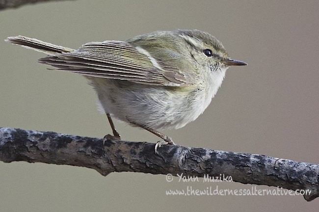 Hume's Warbler - ML379080061