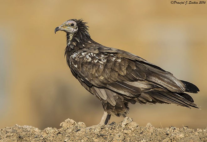 Egyptian Vulture - ML379084181