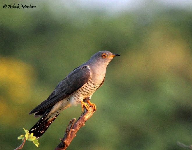 Common Cuckoo - Ashok Mashru