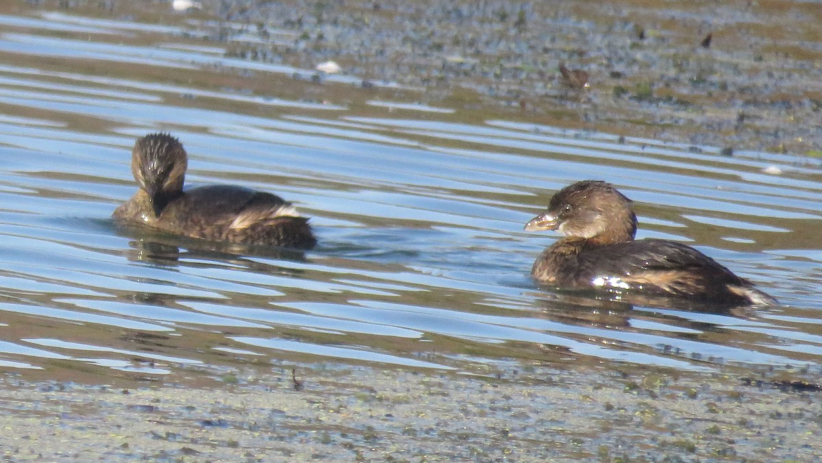 Pied-billed Grebe - Dick Ross