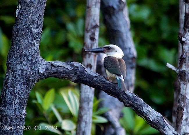 Great-billed Kingfisher - Susan Myers