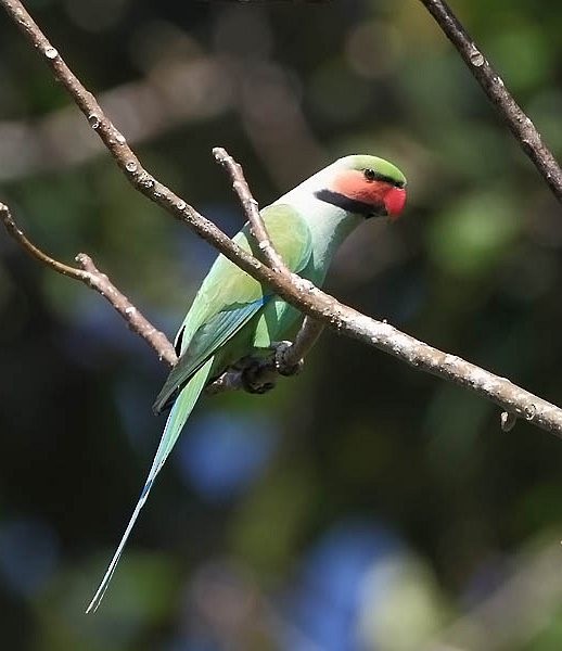 Long-tailed Parakeet (Andaman) - Niranjan Sant