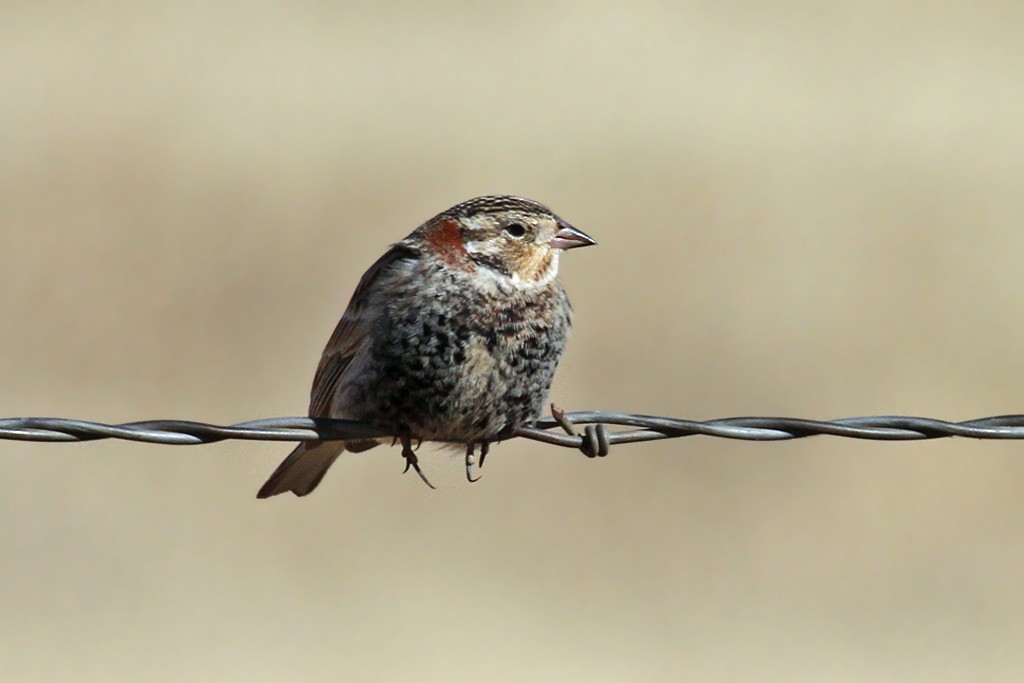 Chestnut-collared Longspur - Dick Dionne
