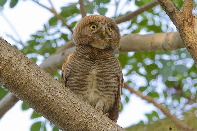 Jungle Owlet - Arpit Bansal