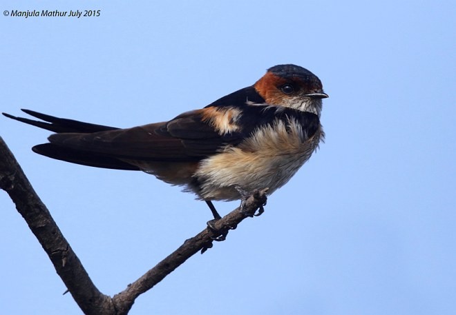 Red-rumped Swallow - ML379096361