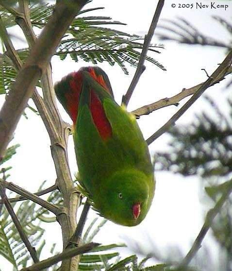 Yellow-throated Hanging-Parrot - ML379096691