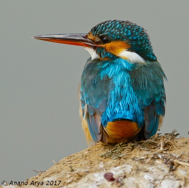 Common Kingfisher - Anand Arya