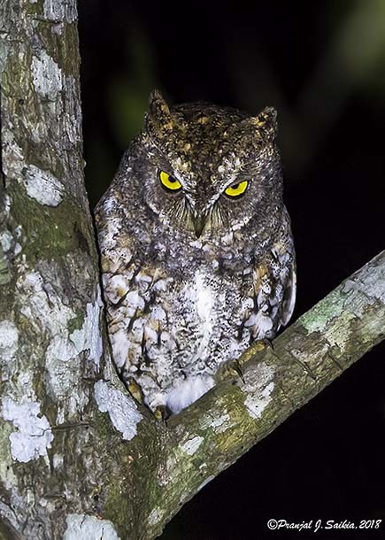 Oriental Scops-Owl (Walden's) - ML379096941
