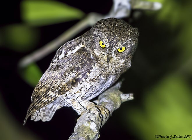 Oriental Scops-Owl (Walden's) - ML379096991