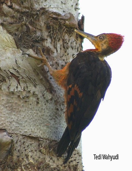 Orange-backed Woodpecker - ML379099151