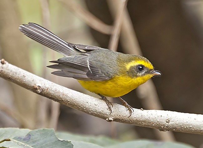 Yellow-bellied Fairy-Fantail - ML379099791
