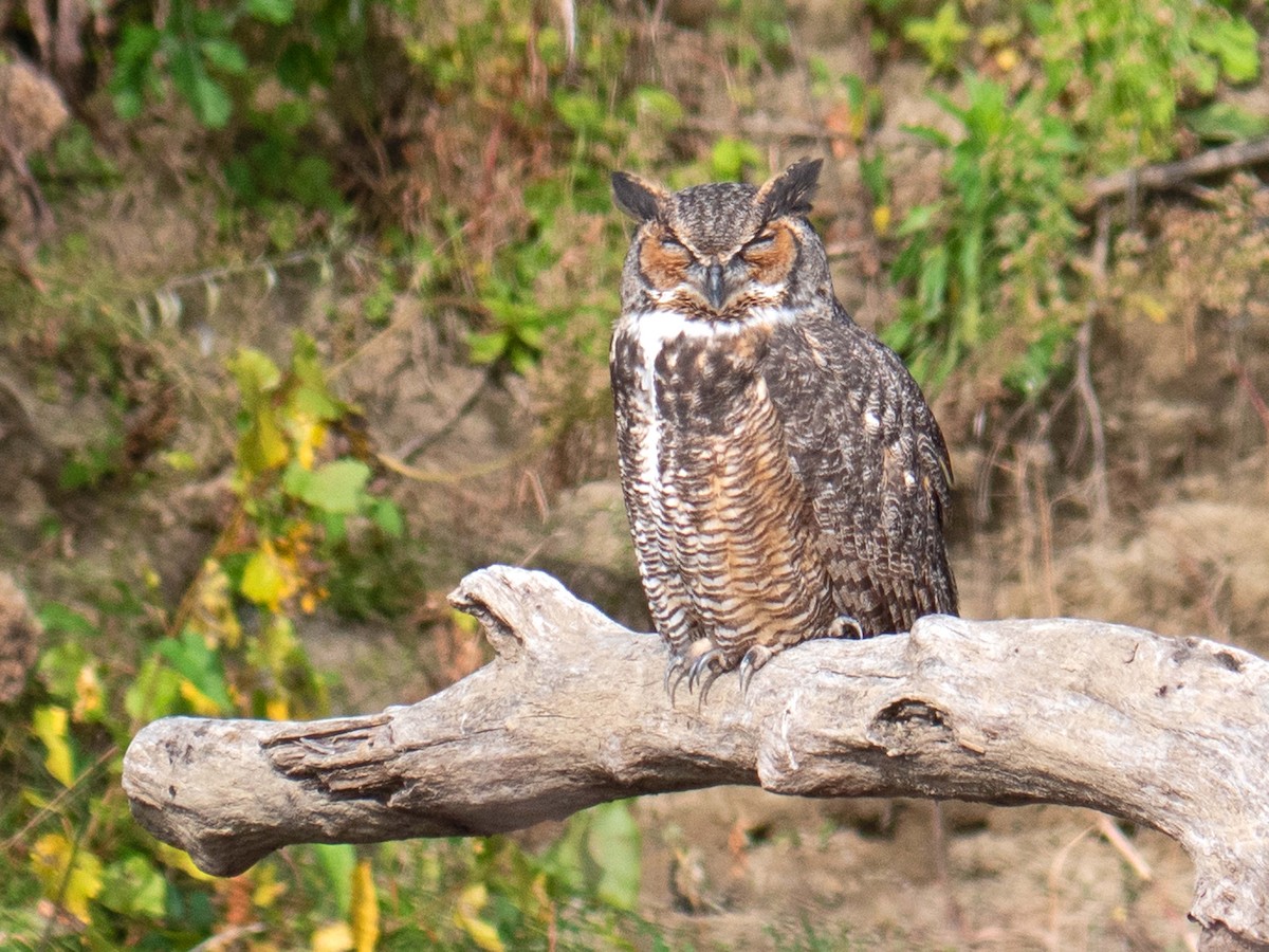 Great Horned Owl - ML379099871