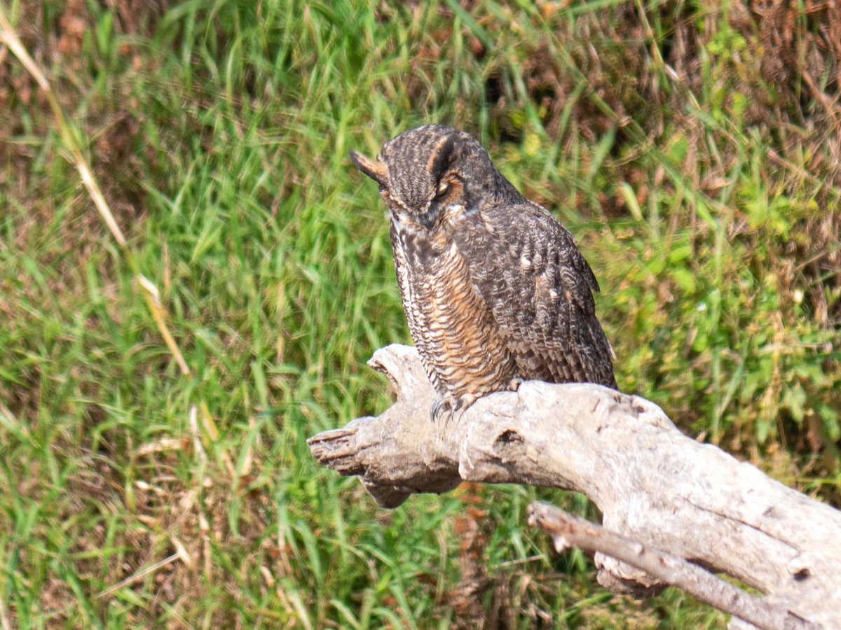 Great Horned Owl - ML379099911