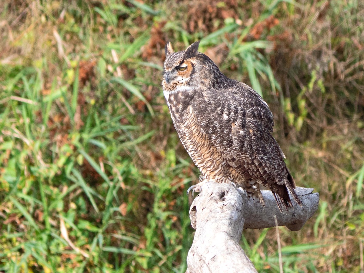 Great Horned Owl - ML379100281