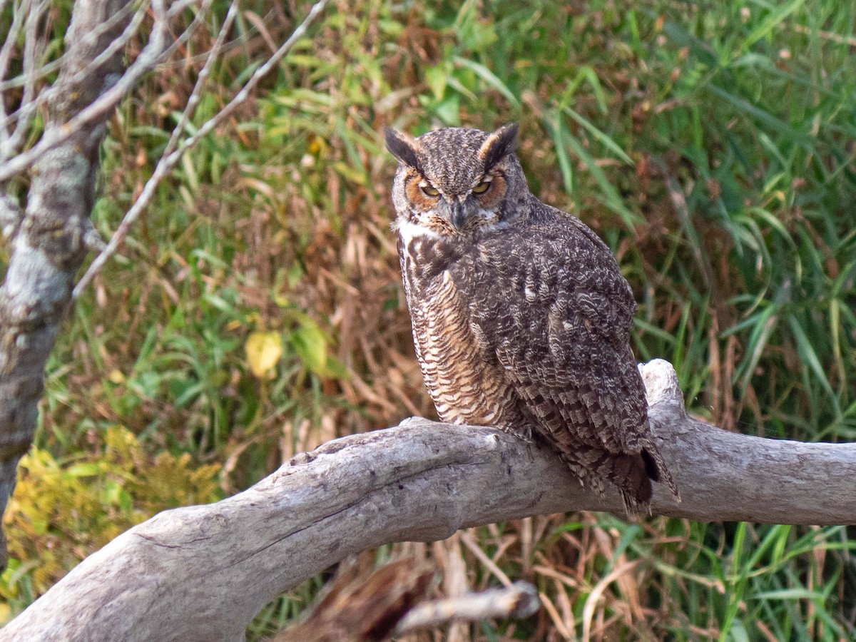 Great Horned Owl - ML379100881