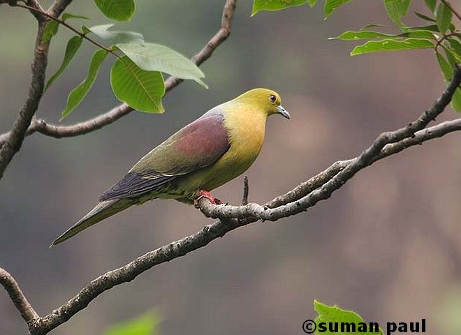 Wedge-tailed Green-Pigeon - ML379101531