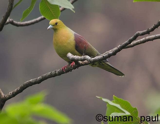 Wedge-tailed Green-Pigeon - Suman Paul