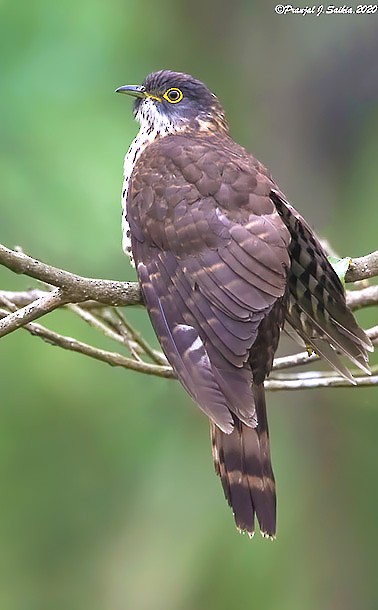 Large Hawk-Cuckoo - ML379102401