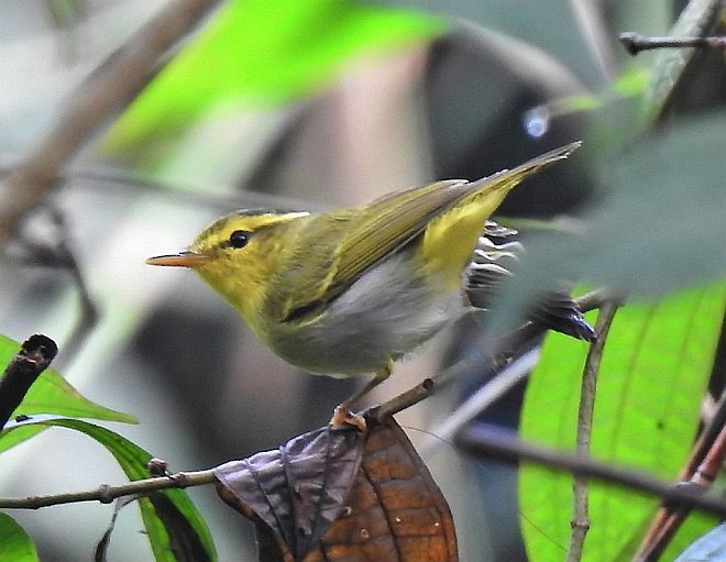 Yellow-vented Warbler - ML379105601
