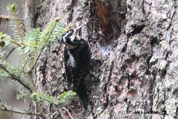 Eurasian Three-toed Woodpecker (Dark-bodied) - ML379106301