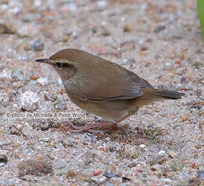 Pale-footed Bush Warbler - Michelle & Peter Wong