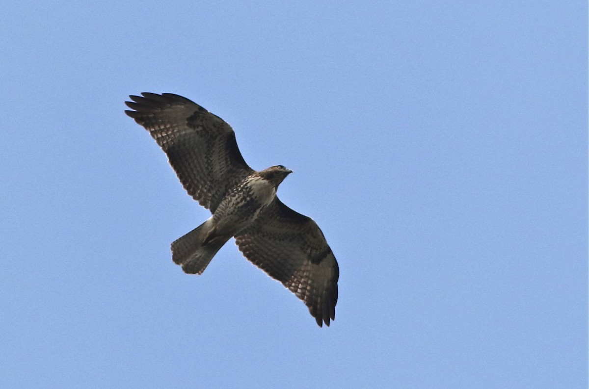 Red-tailed Hawk (calurus/alascensis) - Don Roberson