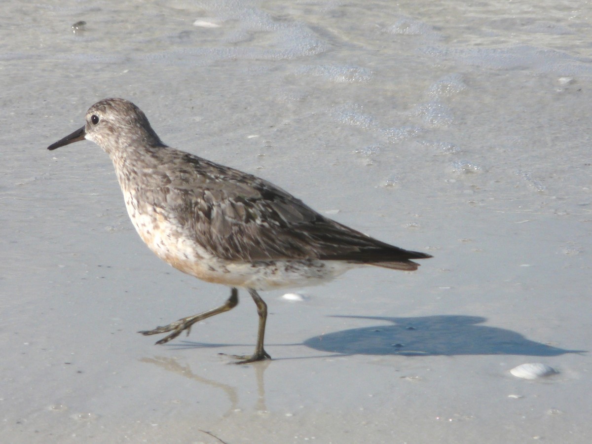 Red Knot - ML37911301