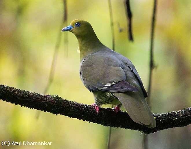 Wedge-tailed Green-Pigeon - Atul Dhamankar