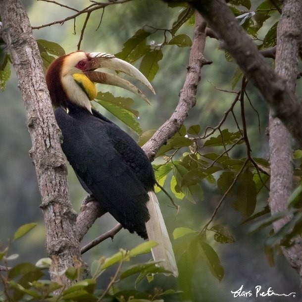 Wreathed Hornbill - Lars Petersson | My World of Bird Photography