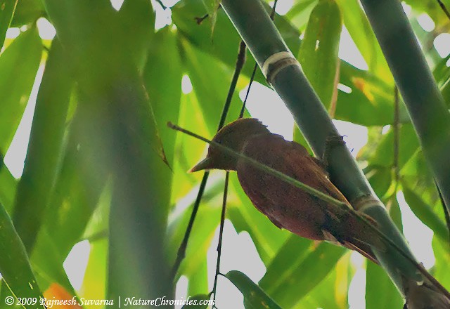 Pale-headed Woodpecker - Rajneesh Suvarna