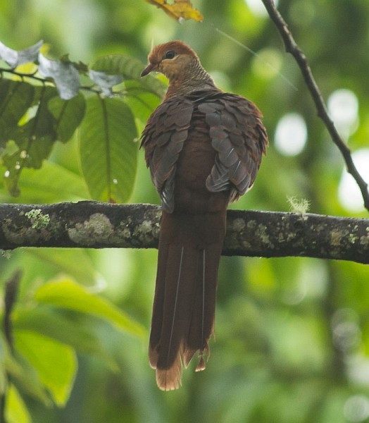 Sultan's Cuckoo-Dove (Sulawesi) - ML379122951