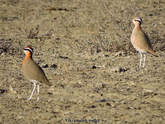 Indian Courser - Vikramsinh Sodha