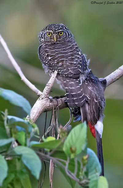 Collared Owlet - ML379127361
