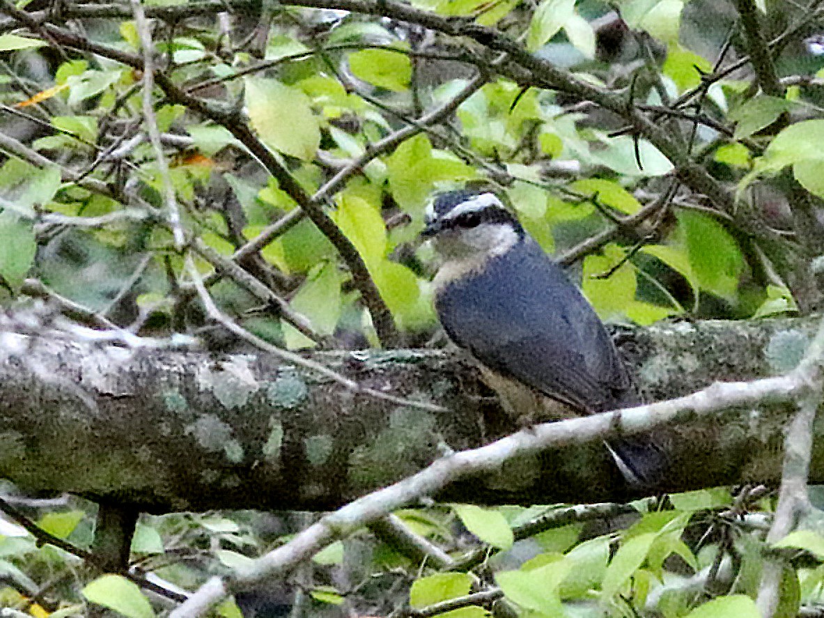 Red-breasted Nuthatch - ML379131211