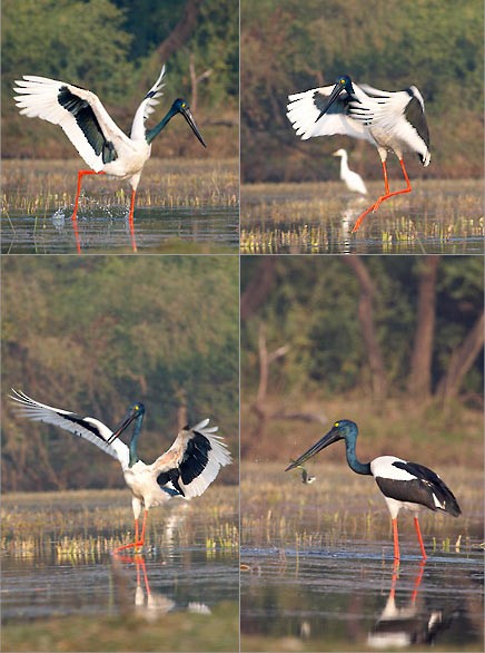 Black-necked Stork - Sachin Rai