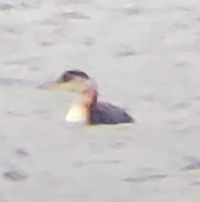 Red-necked Grebe - ML379132891