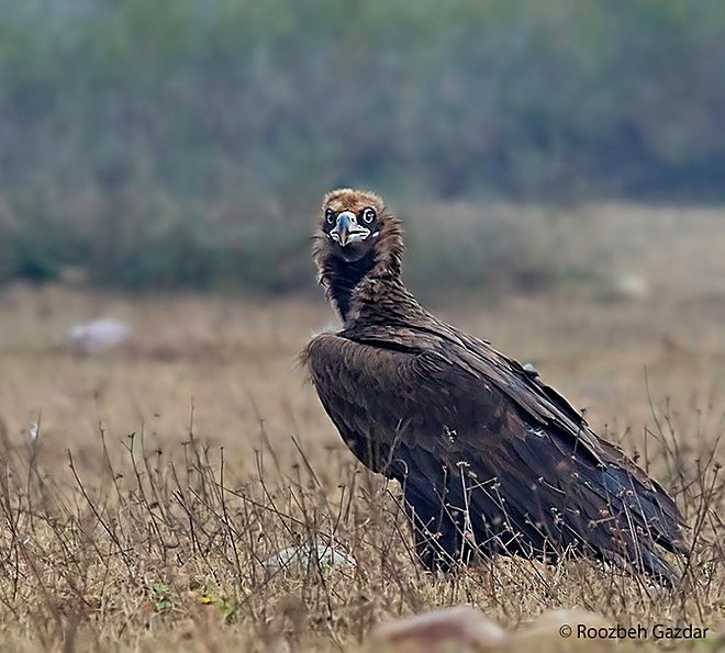 Cinereous Vulture - ML379134301